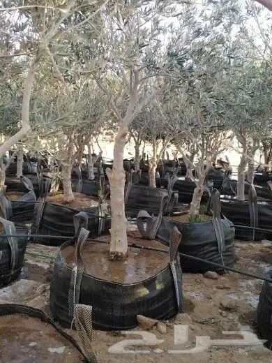 تبوك تبوك تبوك 4