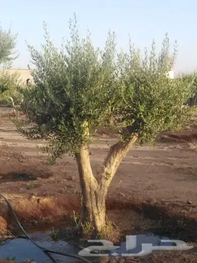 تبوك تبوك تبوك 6