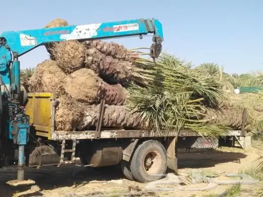تبوك تبوك تبوك 51