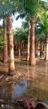 تبوك تبوك تبوك 46