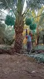 تبوك تبوك تبوك 37