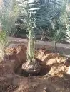 تبوك تبوك تبوك 47
