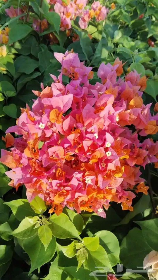 شتلات زراعية _زينه _ مثمرة_ عطرية _موسمية 0
