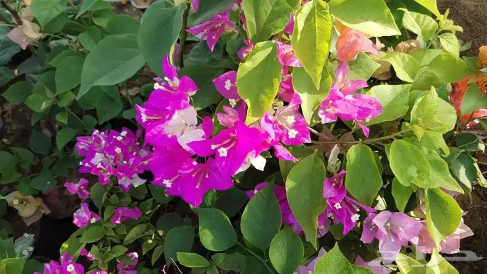 شتلات زراعية _زينه _ مثمرة_ عطرية _موسمية 22