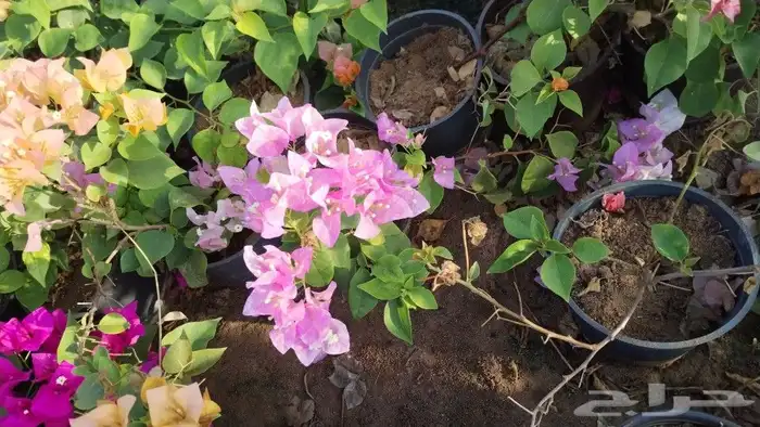 شتلات زراعية _زينه _ مثمرة_ عطرية _موسمية 21