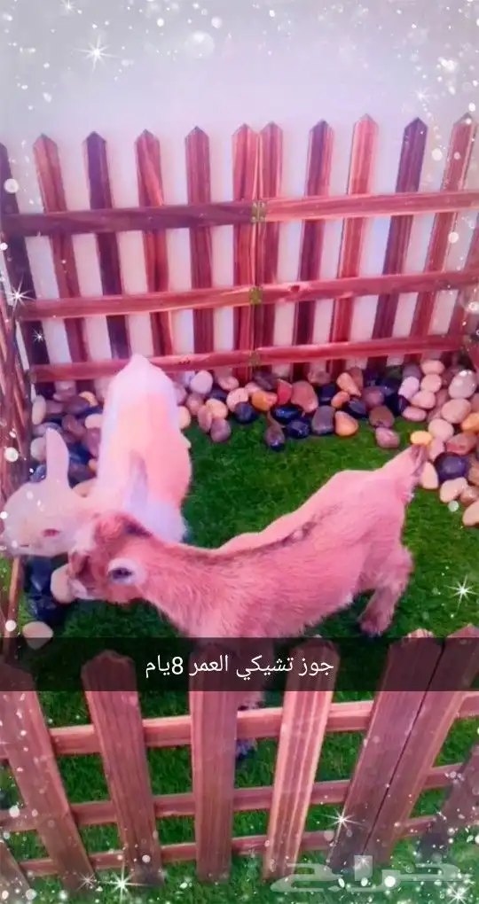 جوز ماعز قزمي ذكر وانثي عمر 8يام ( مبيوع ) 0