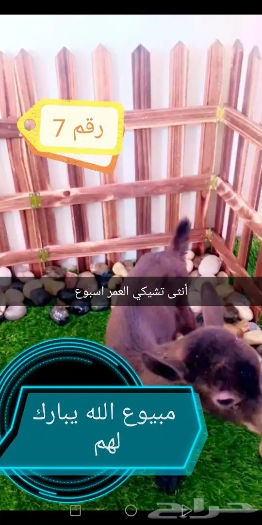 ماعز قزمي تشيكي مجموعه ( مبيوعه الله يبارك) 1