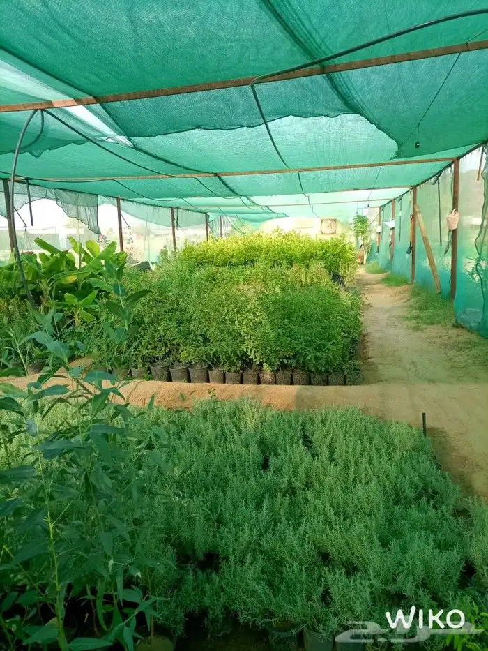مشتل الوافي   يوفر جميع النباتات بانواعها 1
