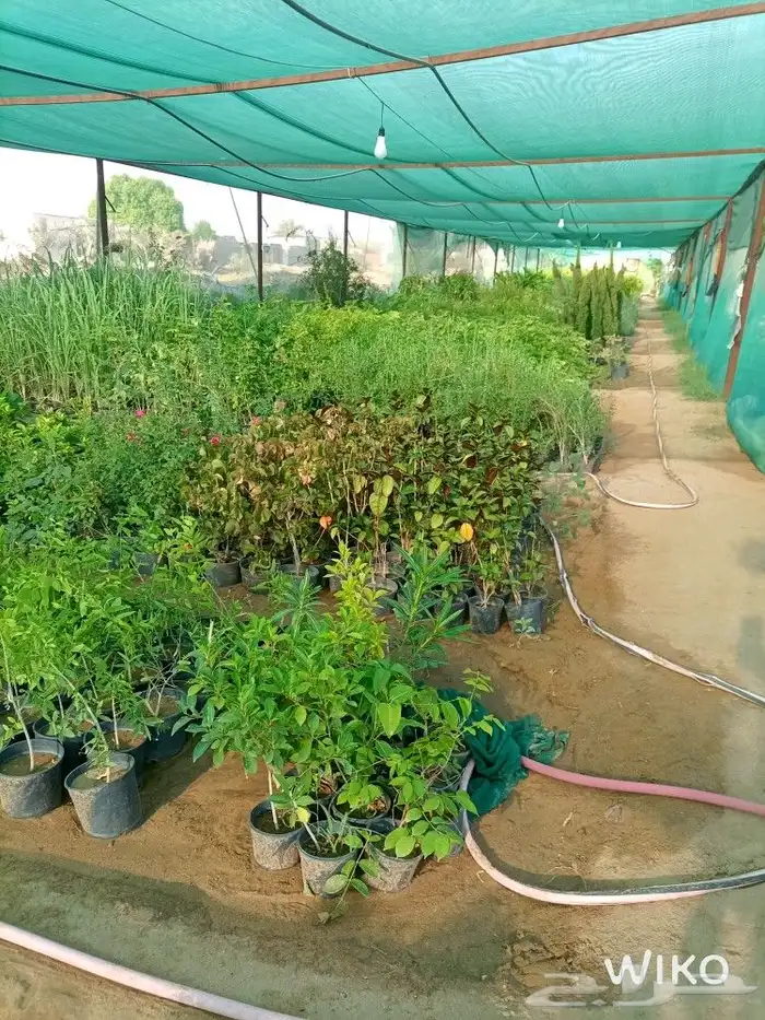 مشتل الوافي   يوفر جميع النباتات بانواعها 2