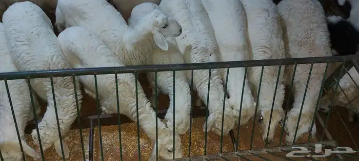 خروف مشوي على الجمر 5