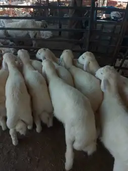 خروف مشوي على الجمر 16