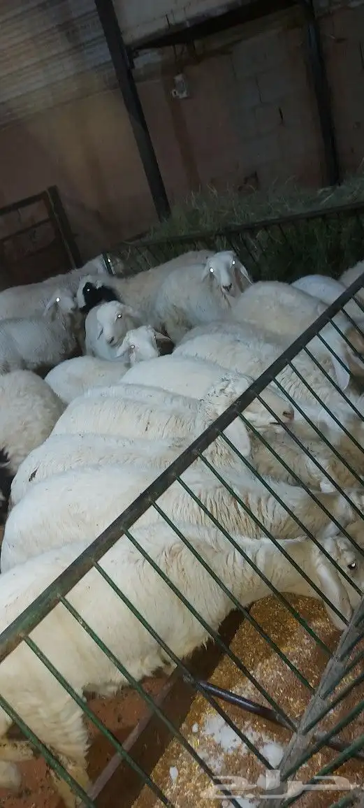 خروف مشوي على الجمر 4