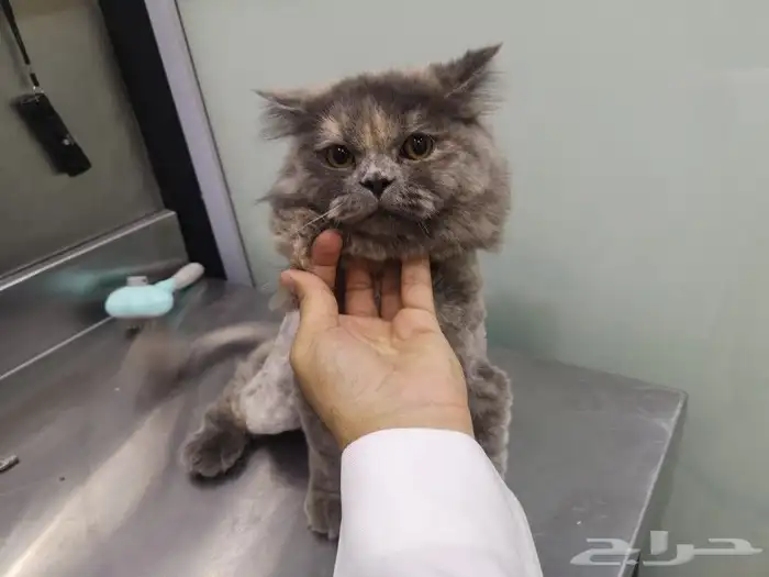 خدمات القطط cat 9