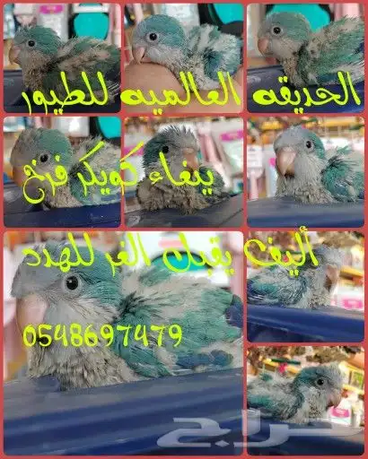 جميع انواع البغبغنات المدربه والاليفه 1