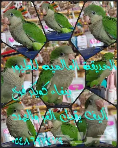 جميع انواع البغبغنات المدربه والاليفه 2