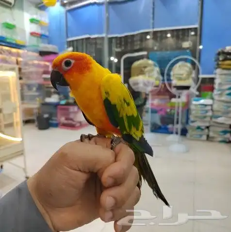 جميع انواع البغبغنات المدربه والاليفه 21