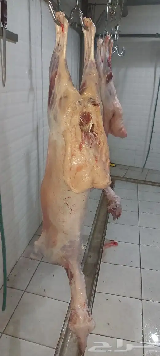 مطعم الخير يقدم خاروف سيخ على الجمر... 2