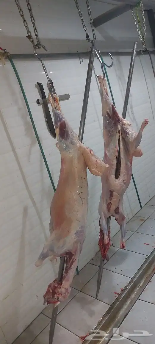مطعم الخير يقدم خاروف سيخ على الجمر... 1