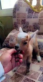 ماعز قزمي ذكر تشيكي جميل مبيوع الله يبارك لهم 2