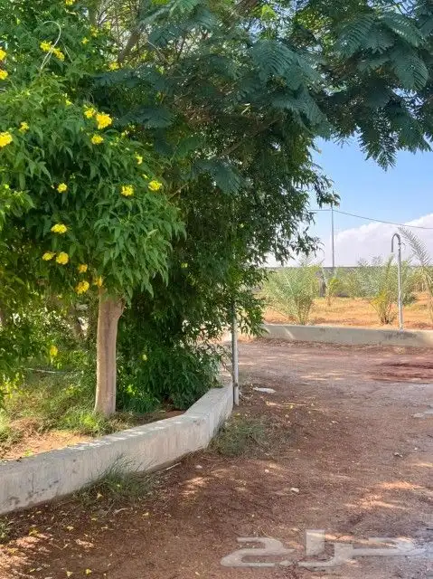 مزرعه الخرج الضبيعه الدلم الرياض 0