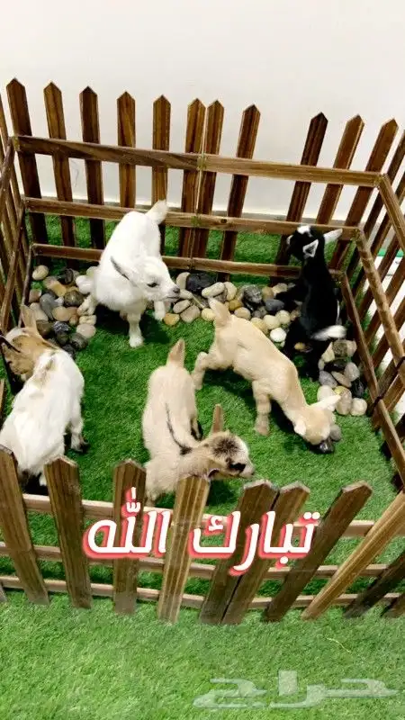 ماعز قزمي تشيكي العدد 3 عمر اسبوع ( مبيوع ) 0
