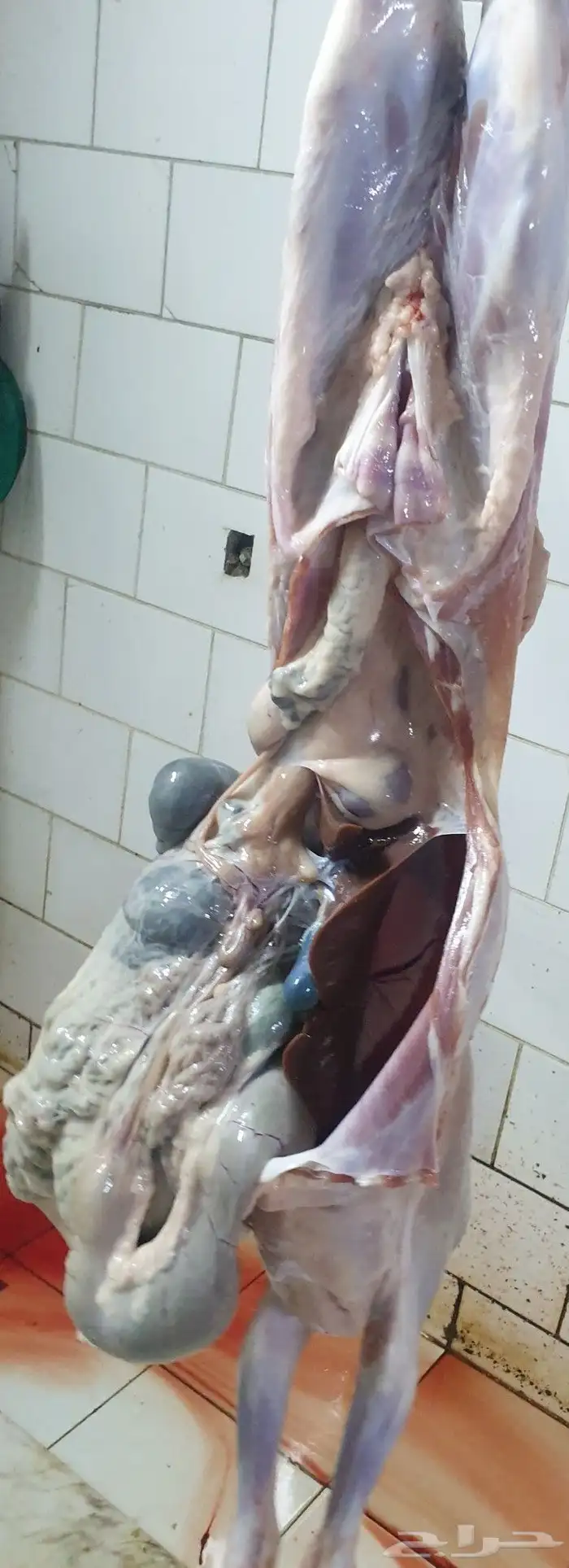 لباب البيت حريات فاخره وسواكني تيوس عوارض 10