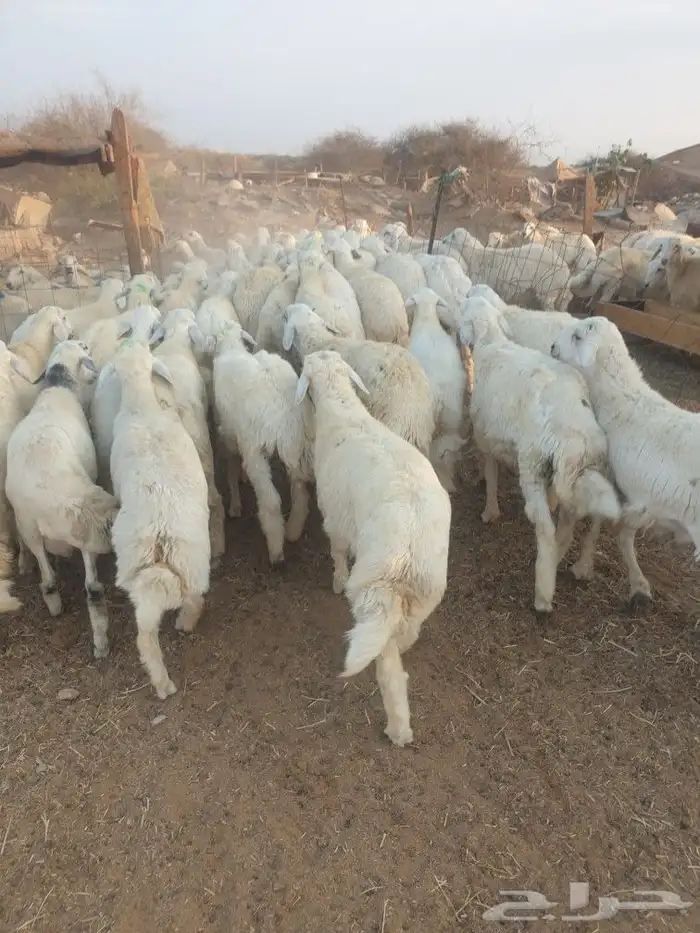 لباب البيت حريات فاخره وسواكني تيوس عوارض 22