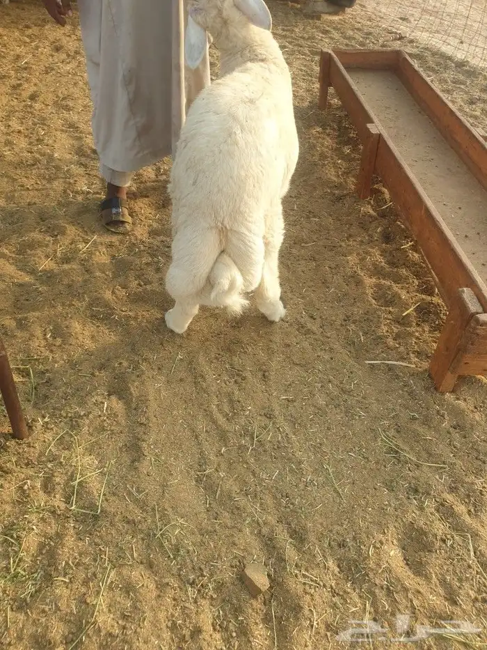 لباب البيت حريات فاخره وسواكني تيوس عوارض 12