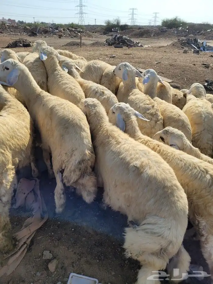 لباب البيت حريات فاخره وسواكني تيوس عوارض 23