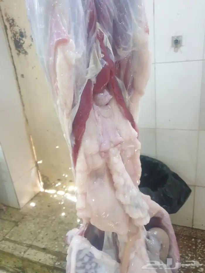 لباب البيت حريات فاخره وسواكني تيوس عوارض 9