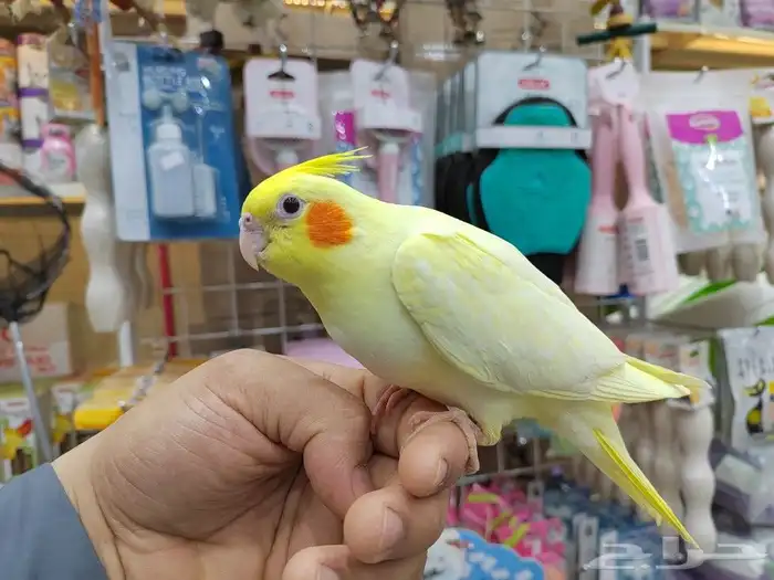 ببغاء روز وكروان اليف 4