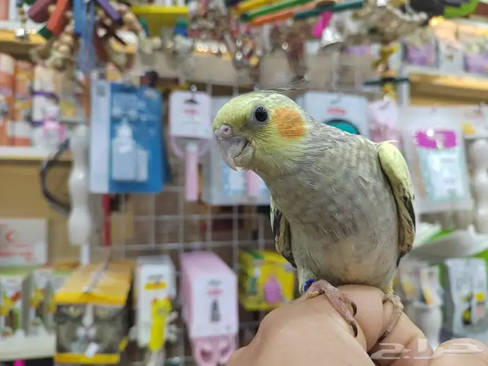 ببغاء روز وكروان اليف 5