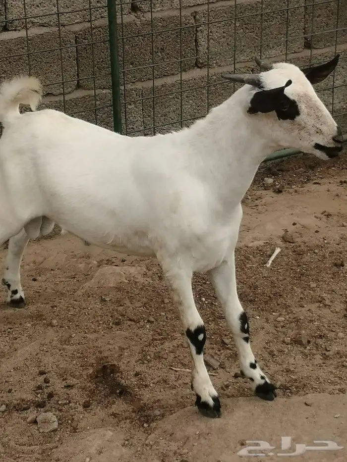 مشروع فحل بيشي بابوري اكحل صنف(تم البيع) 4