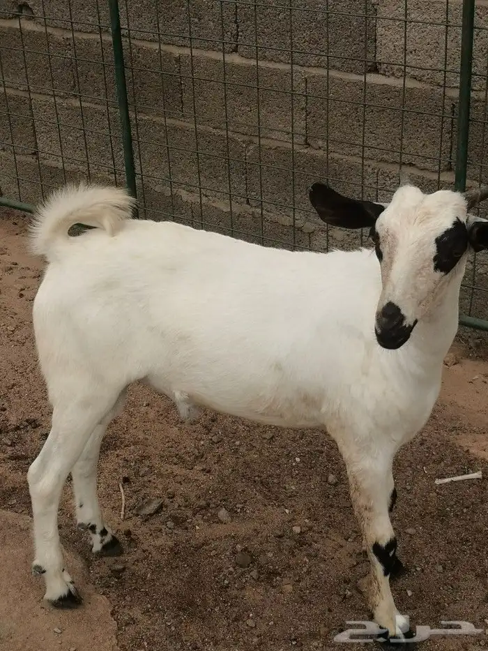 مشروع فحل بيشي بابوري اكحل صنف(تم البيع) 5