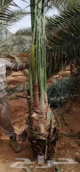 مقاول نخيل وشبوك المزارع بانوعها 15