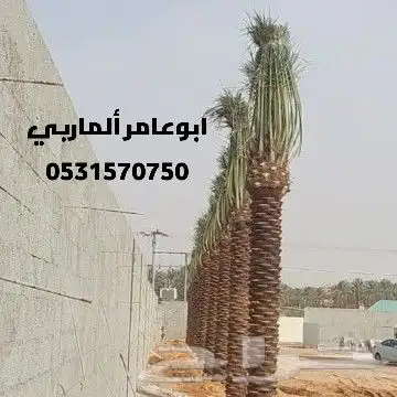 مقاول نخيل وشبوك المزارع بانوعها 8