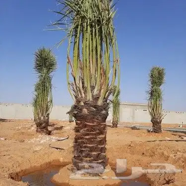 مقاول نخيل وشبوك المزارع بانوعها 14