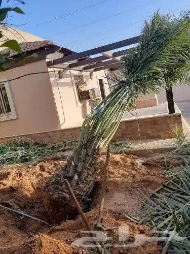 مقاول نخيل وشبوك المزارع بانوعها 20