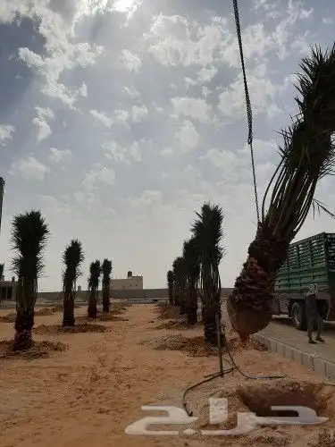 مقاول نخيل وشبوك المزارع بانوعها 16