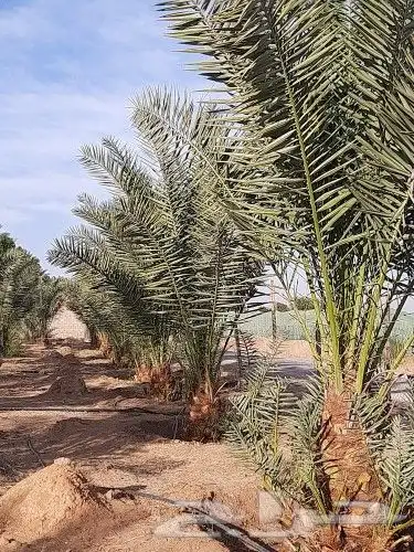 مقاول نخيل وشبوك المزارع بانوعها 19