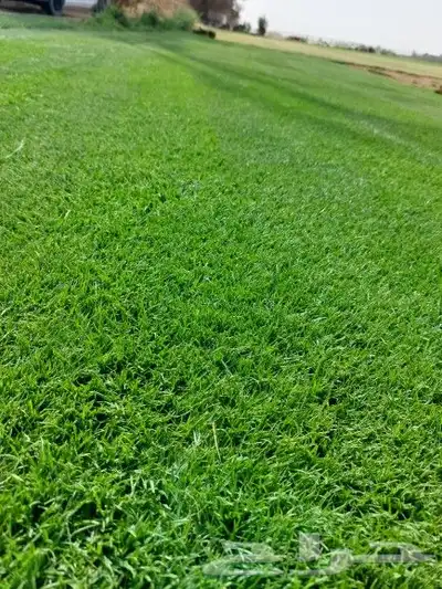 ثيل طبيعي C2000 4