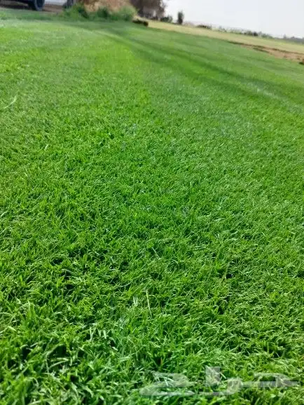 ثيل طبيعي C2000 4