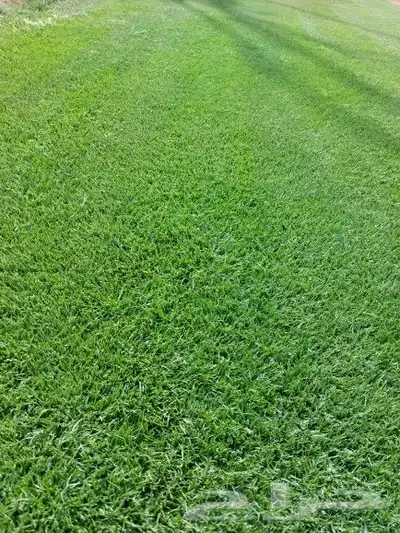 ثيل طبيعي C2000 5