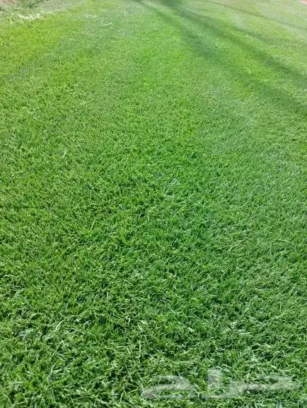 ثيل طبيعي C2000 5