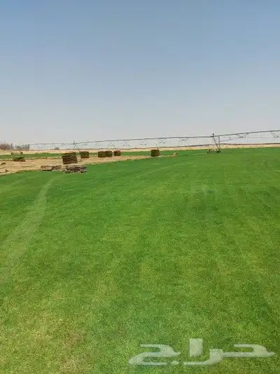 ثيل طبيعي C2000 6