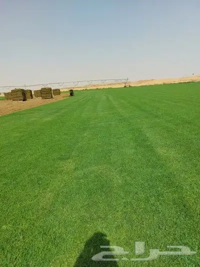 ثيل طبيعي C2000 3