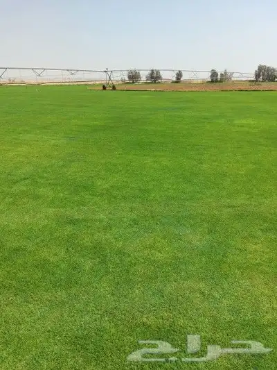 ثيل طبيعي C2000 8