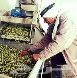 زيت زيتون فلسطيني بكر بعل لكل أرجاء السعودية 26