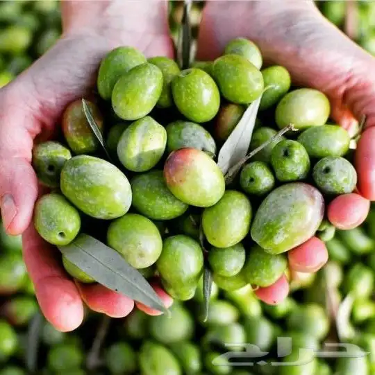 زيت زيتون فلسطيني بكر بعل لكل أرجاء السعودية 15