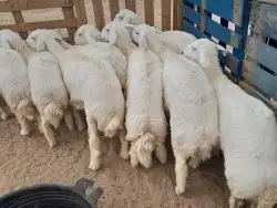 ضحايا طيبه يوجد خدمة الذبح و التوصيل 3